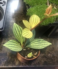 Peperomia tetragona