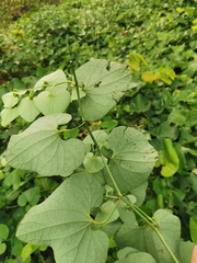 Aristolochia clematitis