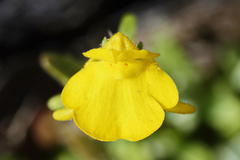 Hemimeris gracilis