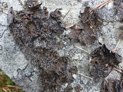 Umbilicaria hyperborea hyperborea