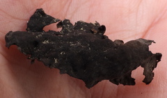 Umbilicaria hyperborea hyperborea