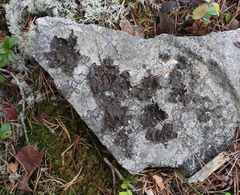 Umbilicaria hyperborea hyperborea