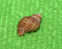 Burnupena pubescens
