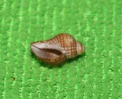 Burnupena pubescens
