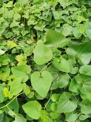 Aristolochia clematitis