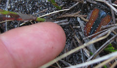 Trichostetha capensis