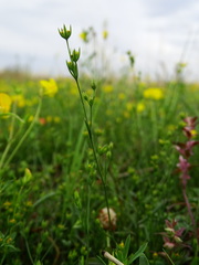Bupleurum tenuissimum