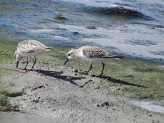 Calidris ruficollis