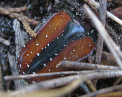Trichostetha capensis