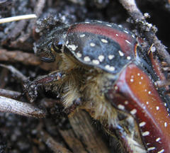 Trichostetha capensis