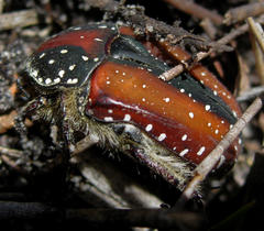 Trichostetha capensis