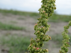Rumex palustris