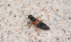 Staphylinus dimidiaticornis
