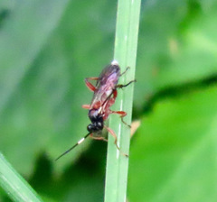 Linycus exhortator thoracicus