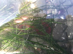 Apodichthys flavidus