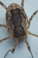 Oligolophus