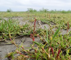 Sporobolus aculeatus