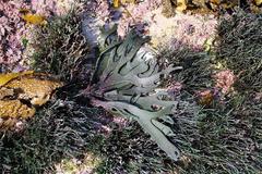Codium platylobium