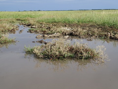 Lepidium cartilagineum