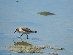Calidris ruficollis