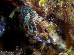 Parablennius goreensis