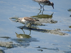 Calidris ruficollis