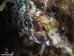 Parablennius goreensis