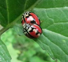 Cheilomenes bidentata