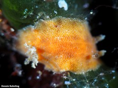 Peltodoris punctifera