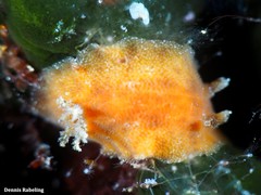 Peltodoris punctifera