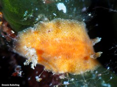Peltodoris punctifera