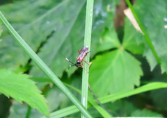 Linycus exhortator thoracicus