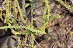 Crassula muscosa muscosa