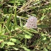 photo of White Meadowsweet (Spiraea alba)