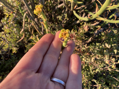 Euphorbia mauritanica