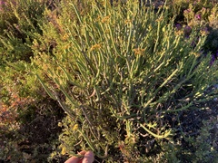 Euphorbia mauritanica