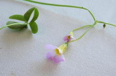 Oxalis caprina