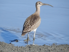 Numenius phaeopus
