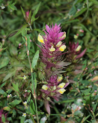 Melampyrum arvense