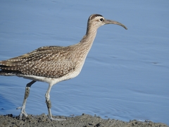 Numenius phaeopus