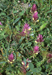 Melampyrum arvense