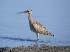 Numenius phaeopus