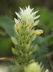 Melampyrum arvense