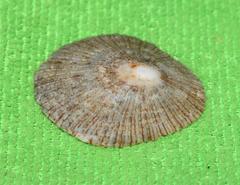 Helcion concolor