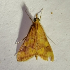 Pyrausta phoenicealis