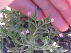 Microsteris gracilis