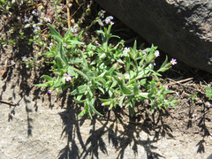 Microsteris gracilis