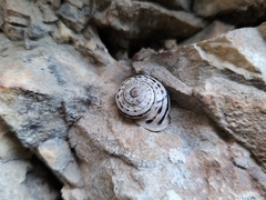 Tyrrheniberus ridens