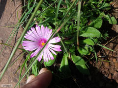 Cleretum bellidiforme