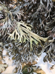 Fucus ceranoides